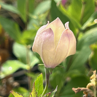 Platycodon grandiflorus 'Fuji Pink'